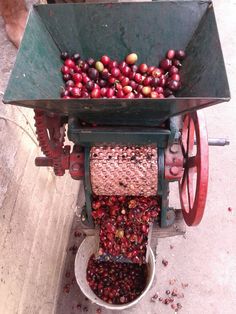 Despulpado del café