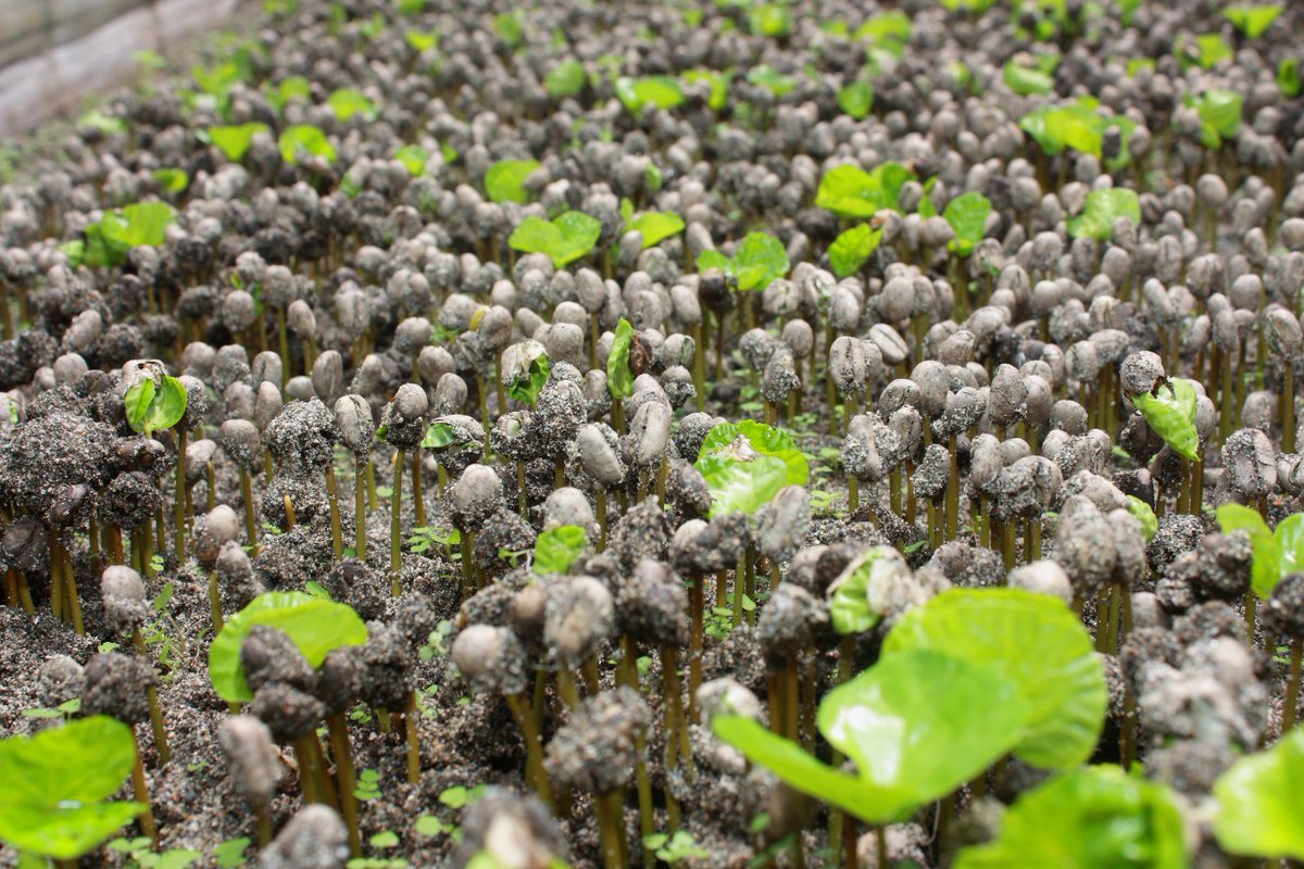 Germinador