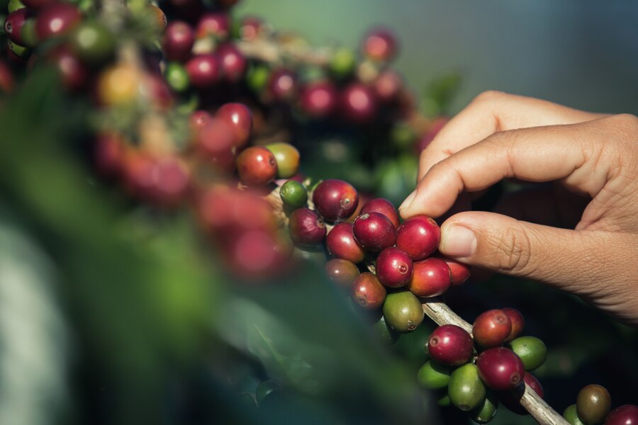 Recolección del café